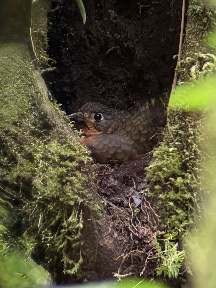 Scaled Antpitta - ML641030847