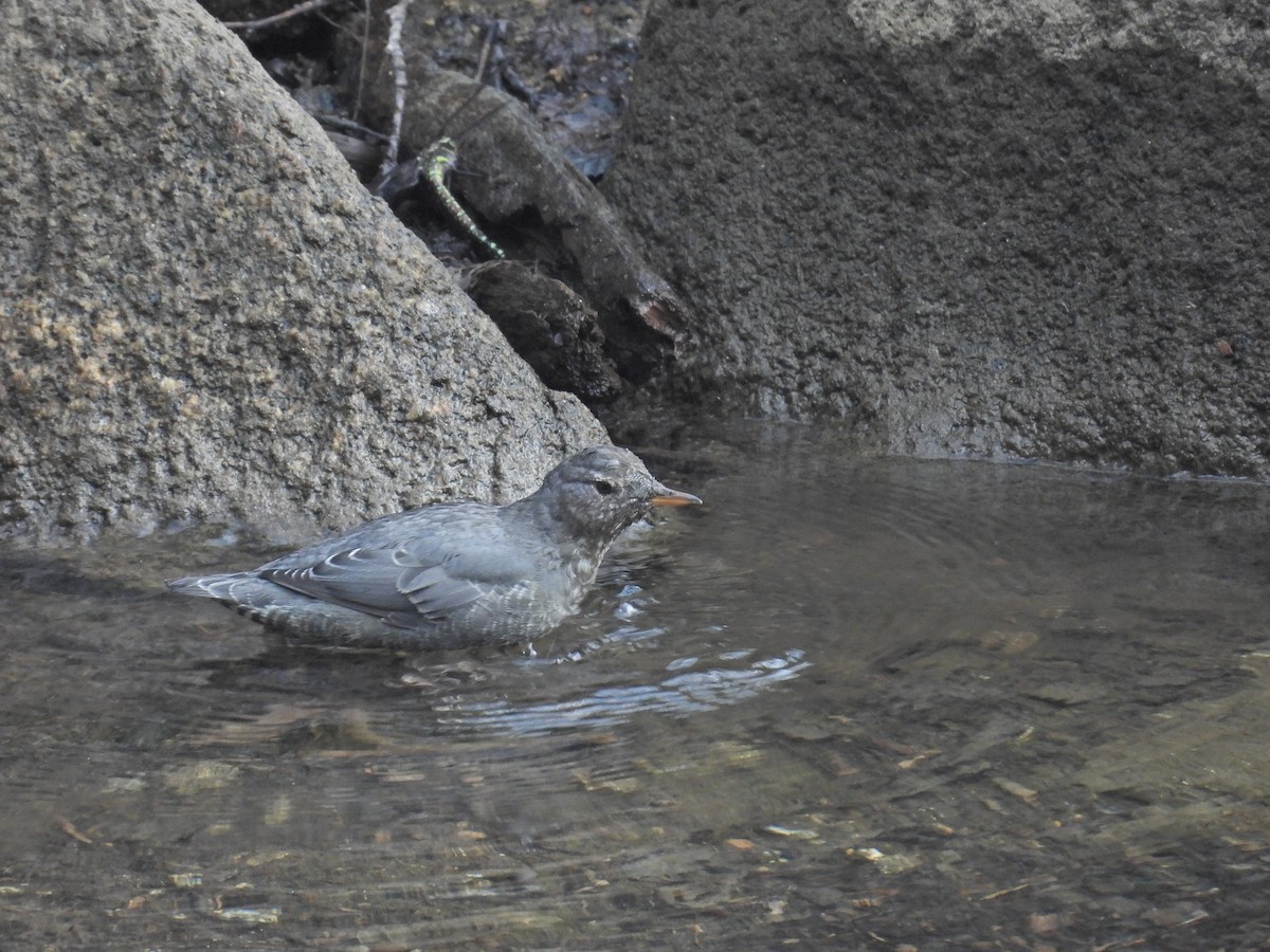 American Dipper - ML641030859