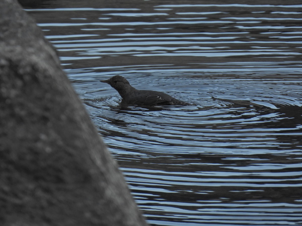 American Dipper - ML641030860