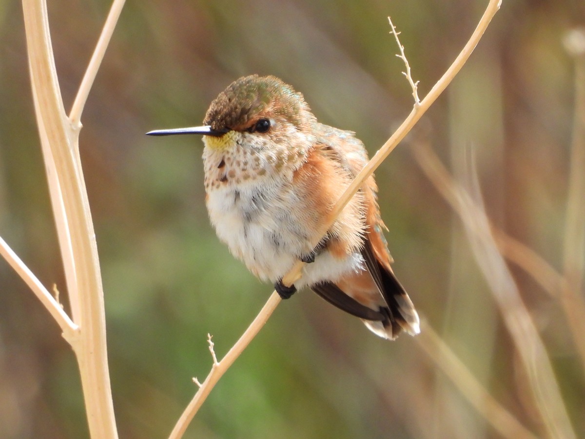 Rufous Hummingbird - ML641030875