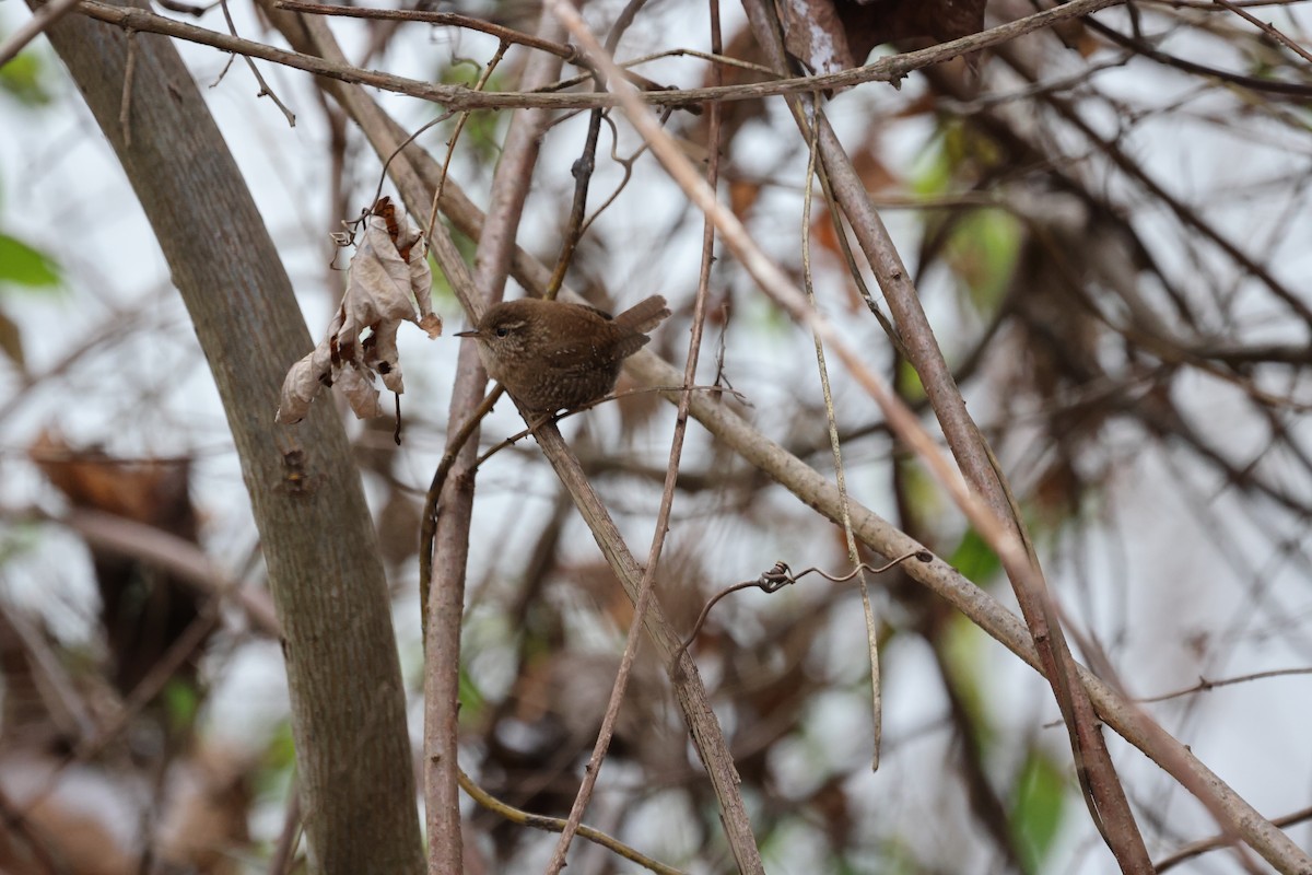 Winter Wren - ML641030899