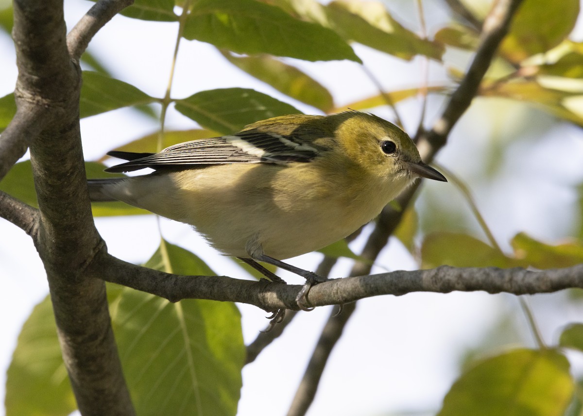 Bay-breasted Warbler - ML641030966