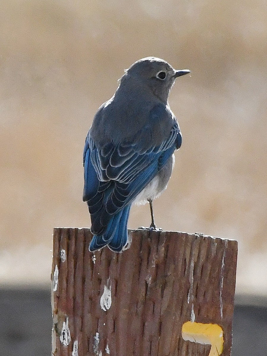 Mountain Bluebird - ML641030969