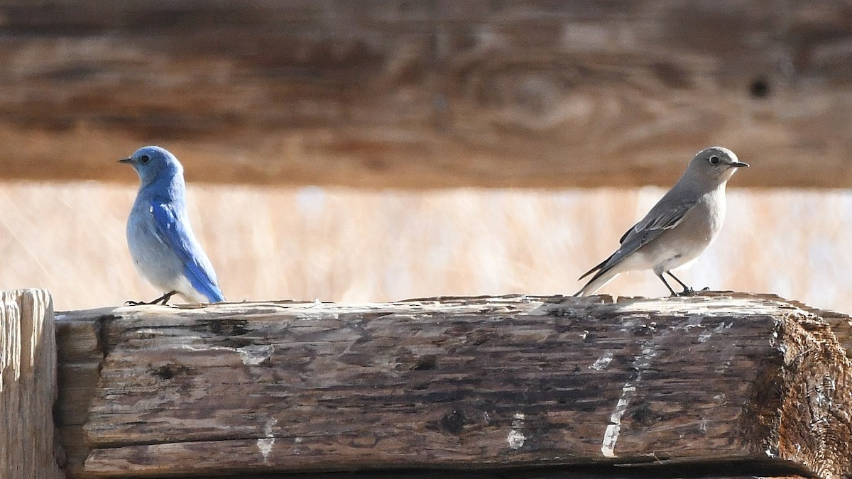 Mountain Bluebird - ML641030970