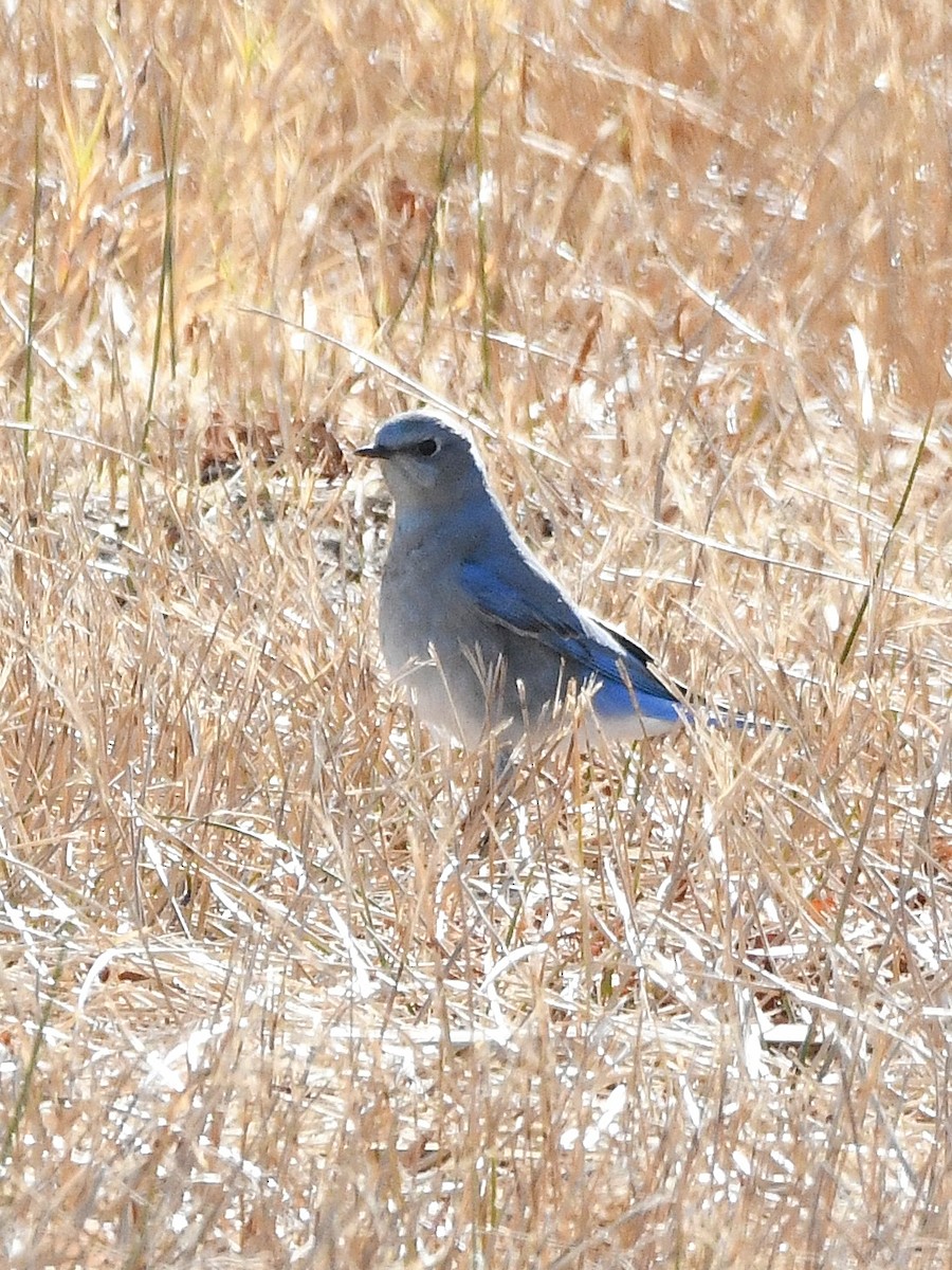 Mountain Bluebird - ML641030971