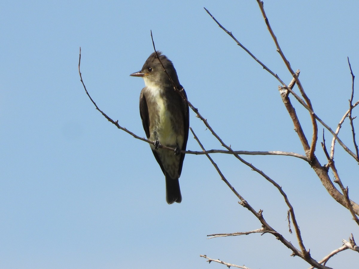 Olive-sided Flycatcher - ML641031006