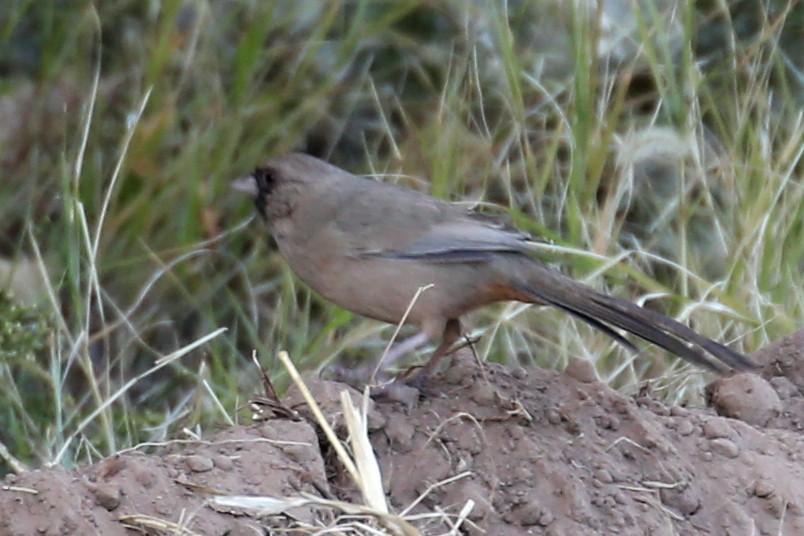 Abert's Towhee - ML641031019
