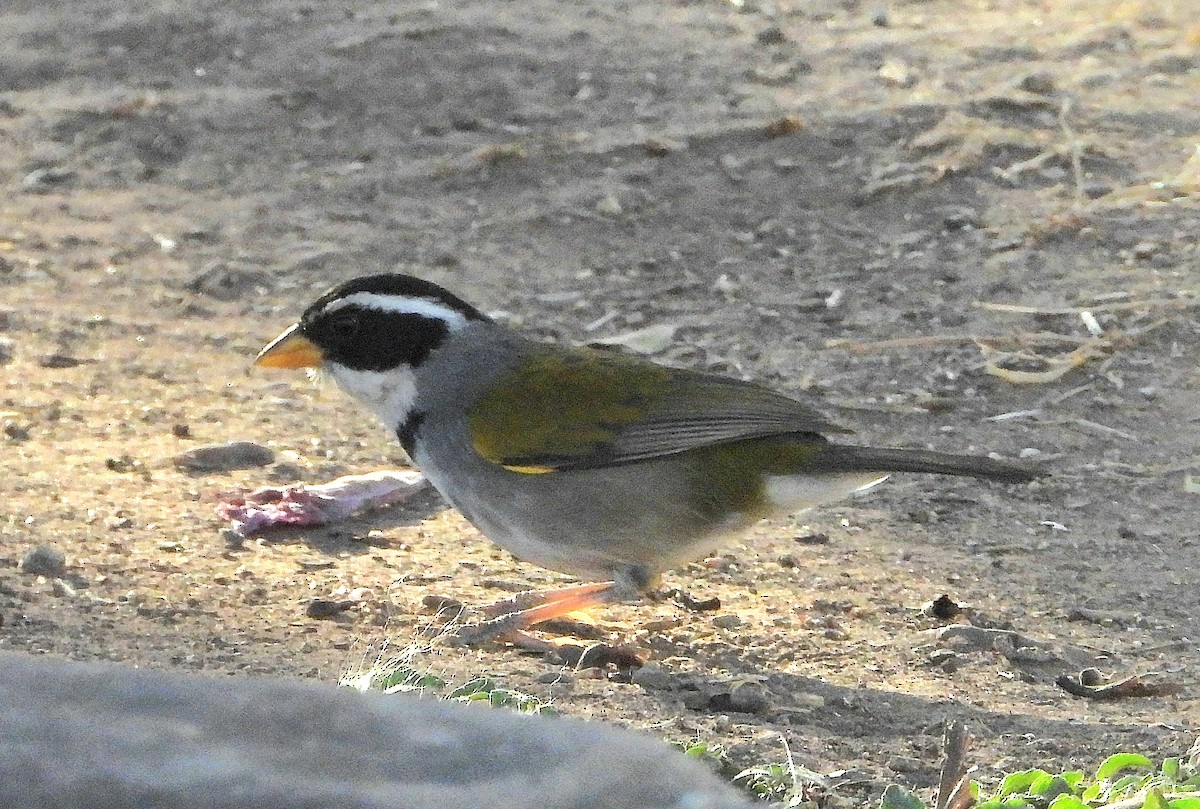 Moss-backed Sparrow - ML641031021