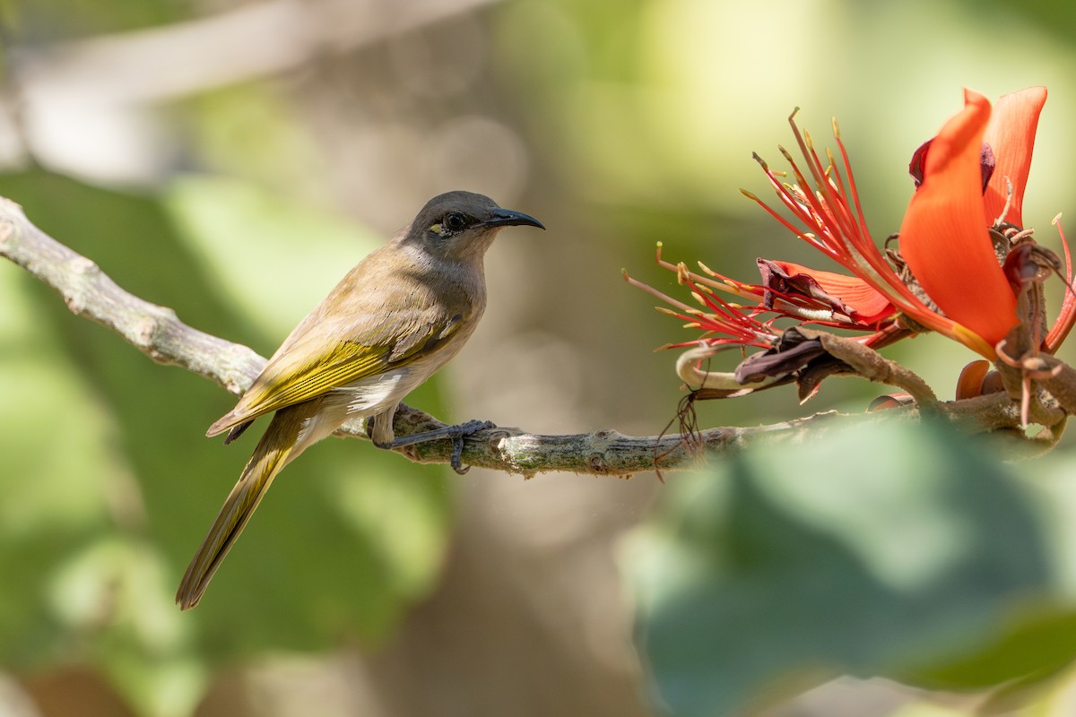 Brown Honeyeater - ML641031077