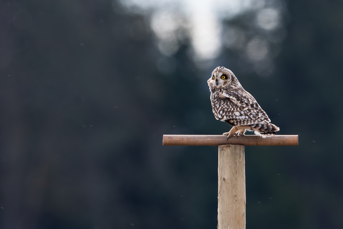 Hibou des marais - ML641031090