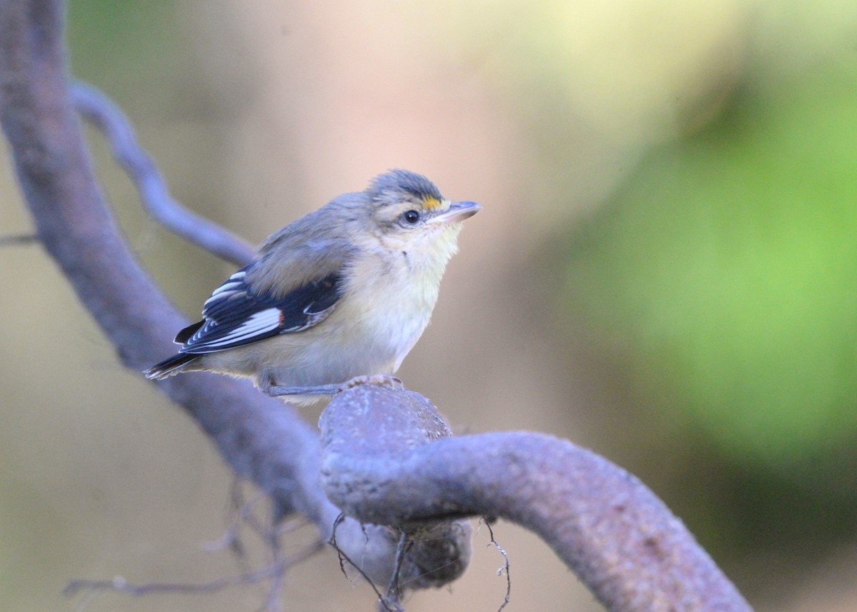 Striated Pardalote (Black-headed) - ML641031098