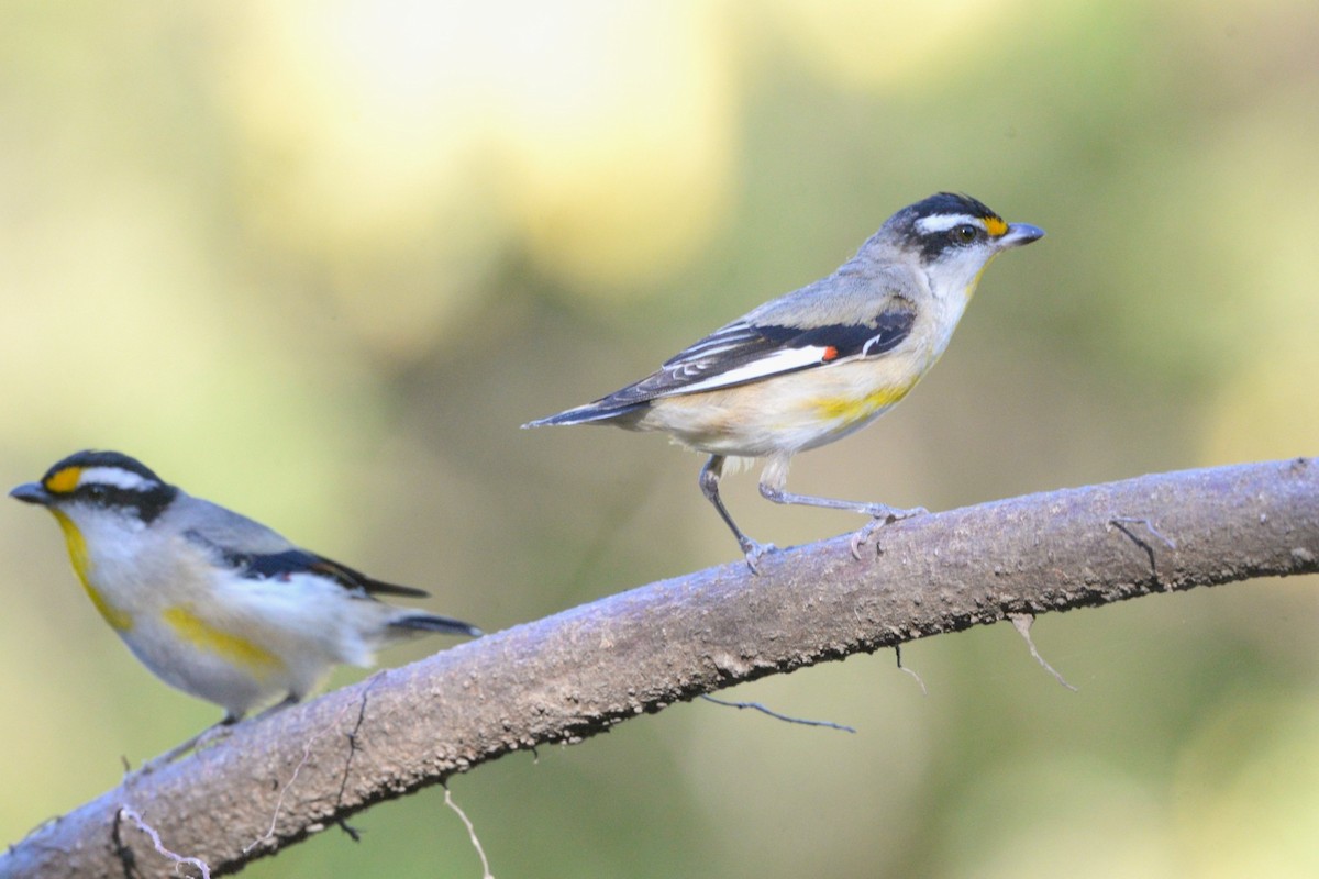Striated Pardalote (Black-headed) - ML641031099