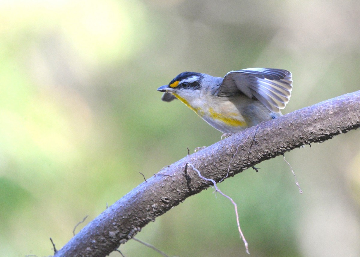Striated Pardalote (Black-headed) - ML641031100
