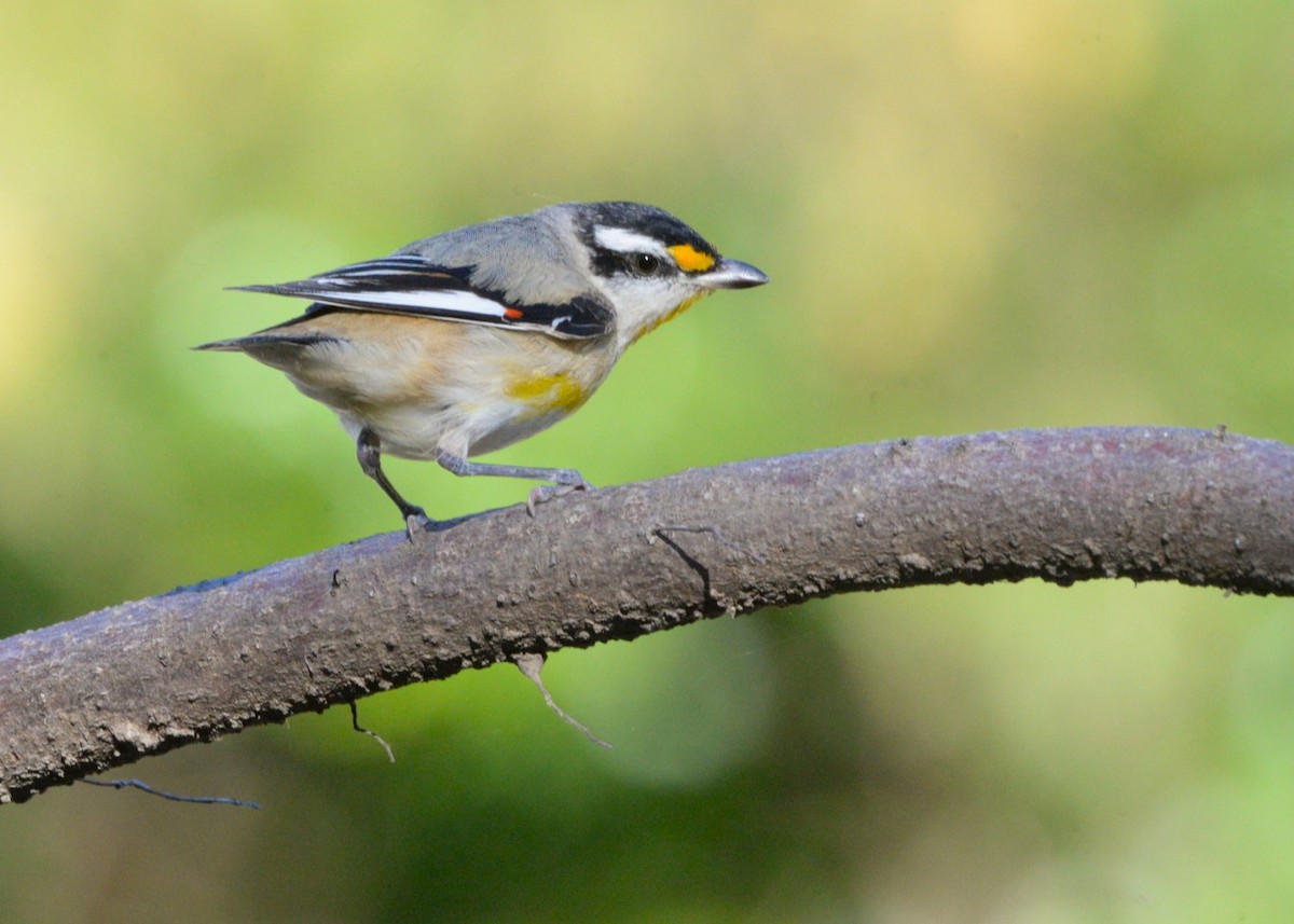 Striated Pardalote (Black-headed) - ML641031101