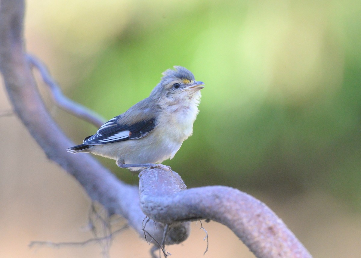 Striated Pardalote (Black-headed) - ML641031102