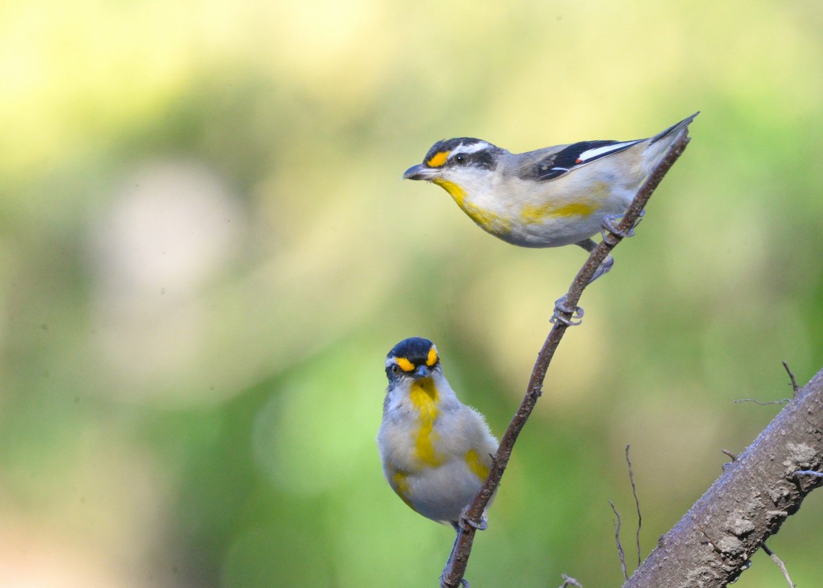 Striated Pardalote (Black-headed) - ML641031103