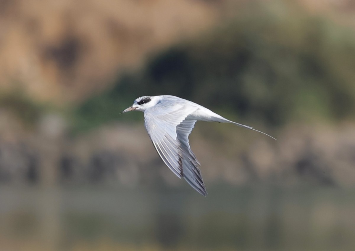 Forster's Tern - ML641031111