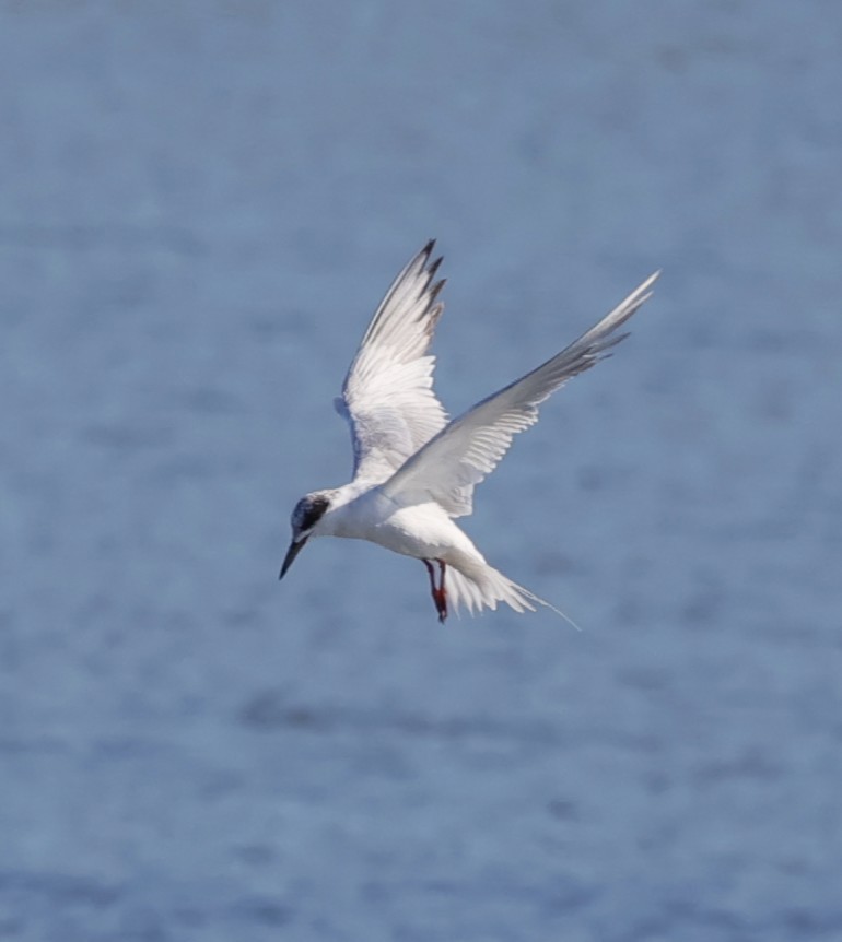 Forster's Tern - ML641031129