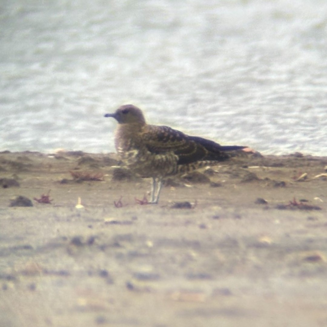 短尾賊鷗 - ML641031150