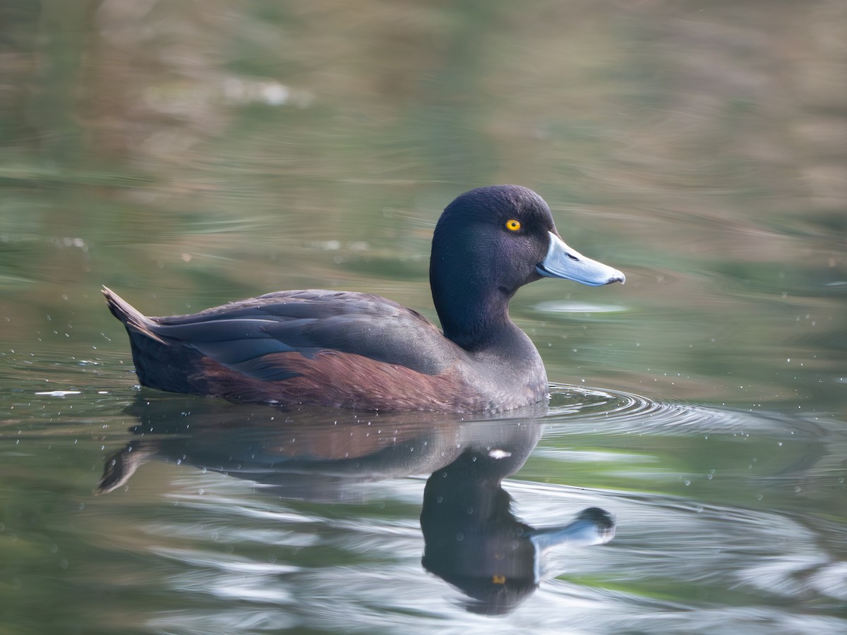 New Zealand Scaup - ML641031151