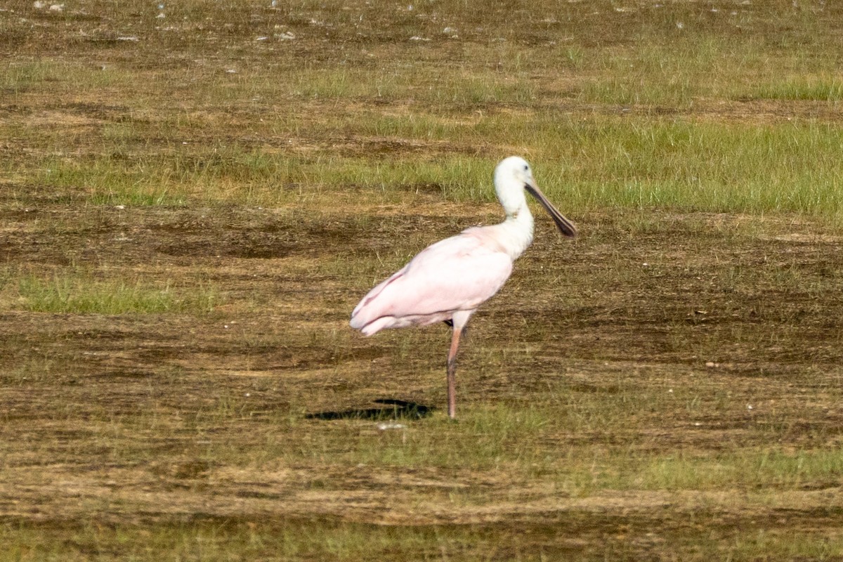 Roseate Spoonbill - ML641031196