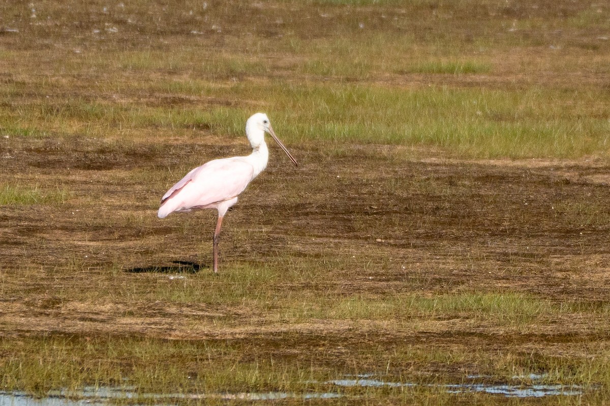 Roseate Spoonbill - ML641031197