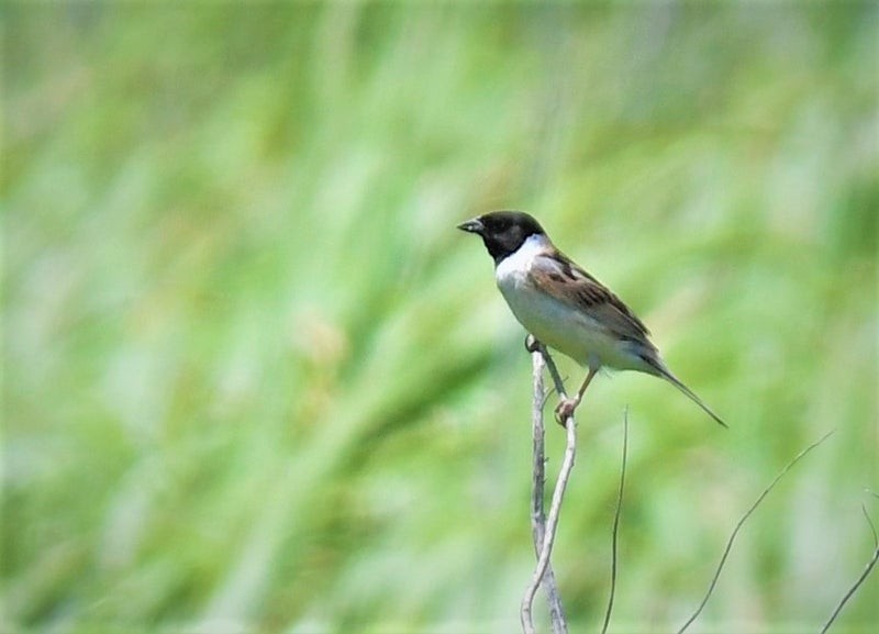 Ochre-rumped Bunting - ML641031200