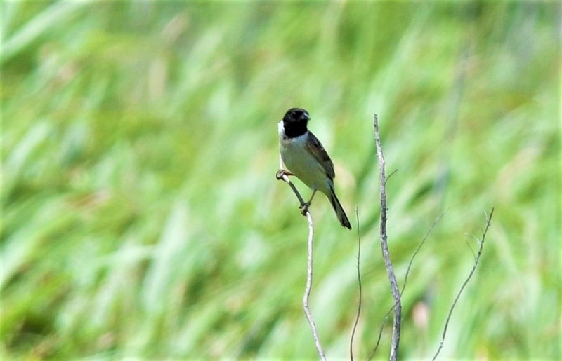 Ochre-rumped Bunting - ML641031206