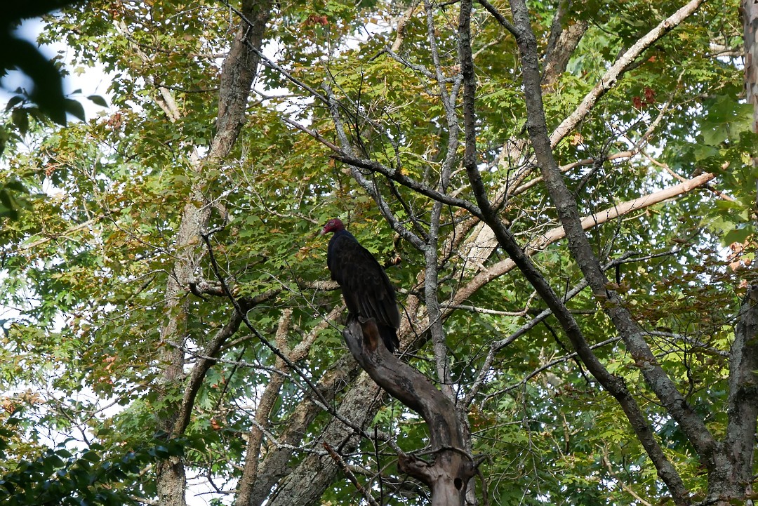 Turkey Vulture - ML641031209