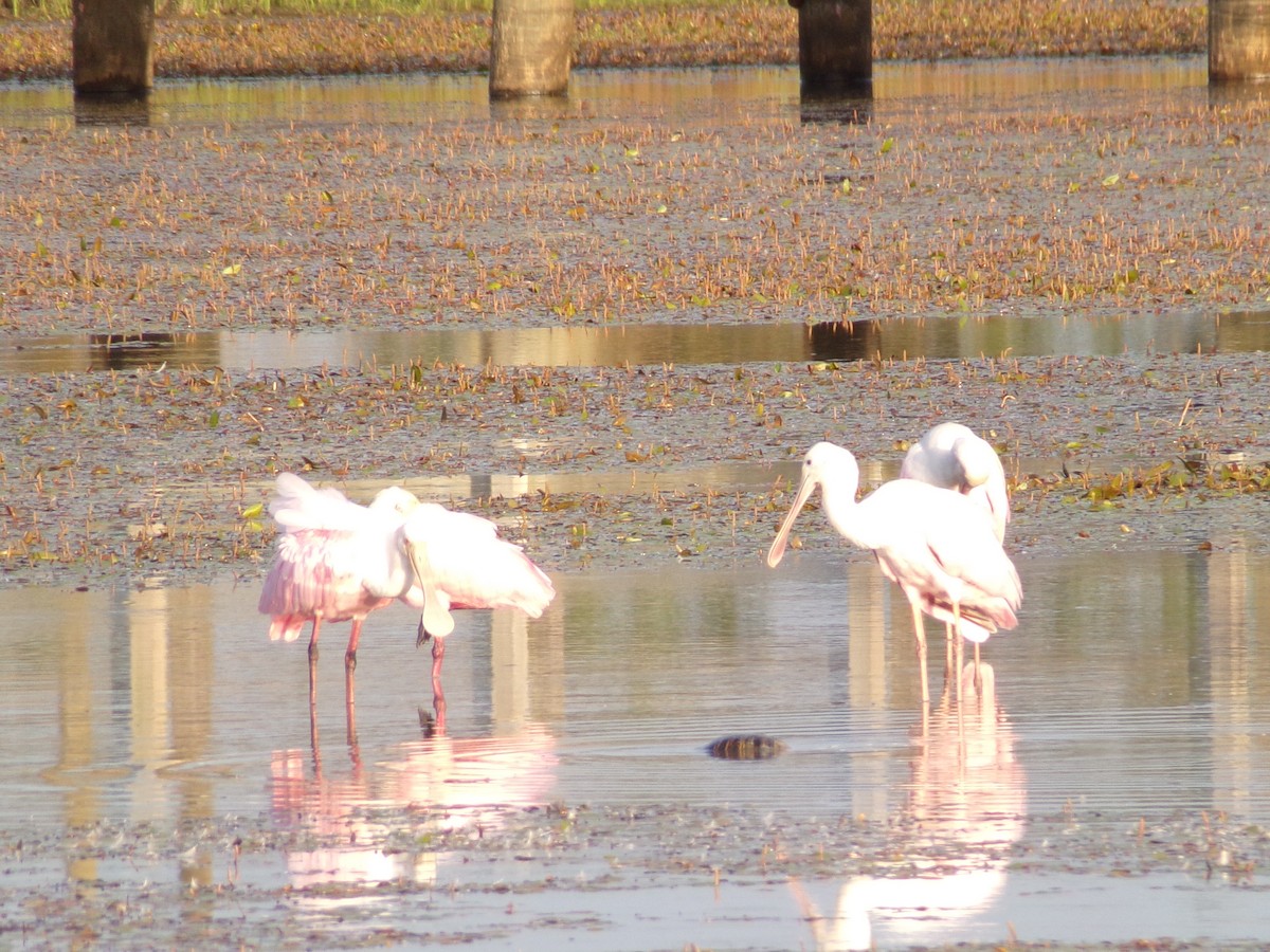 Roseate Spoonbill - ML641031216