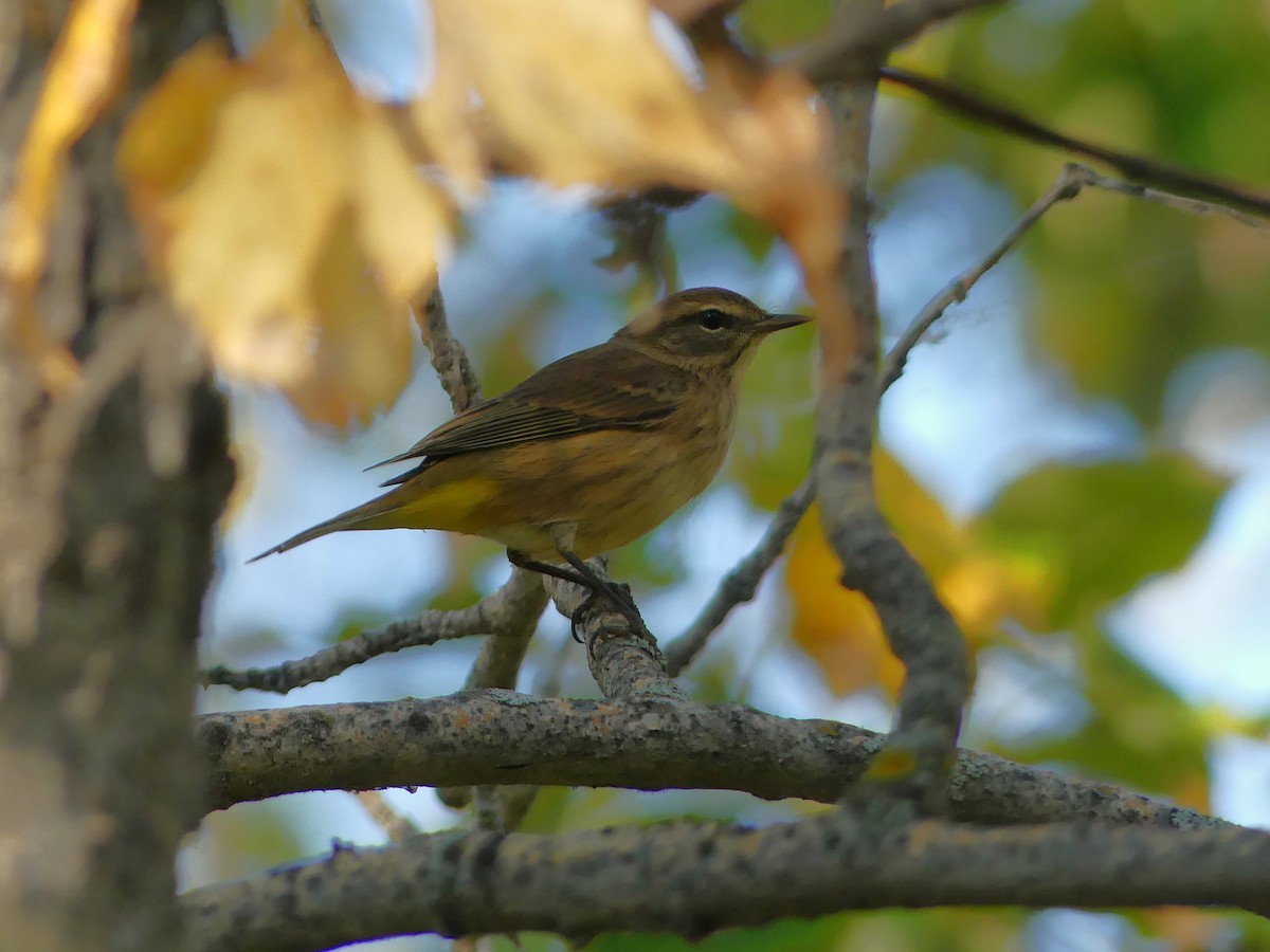 Palm Warbler - ML641031252