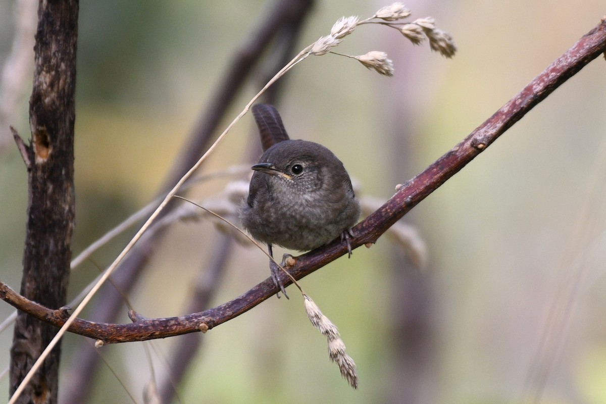 Northern House Wren - ML641031255