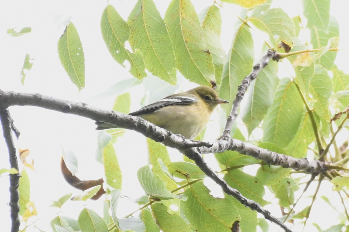 Bay-breasted Warbler - ML641031266