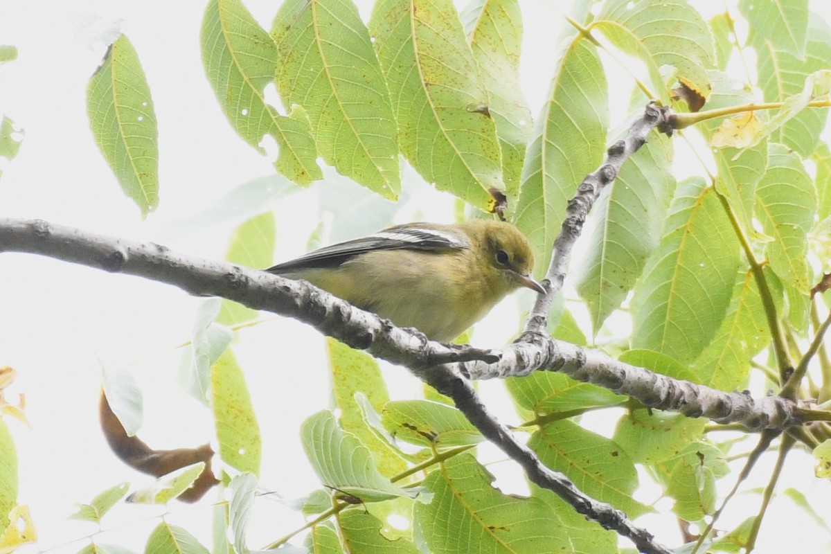 Bay-breasted Warbler - ML641031267