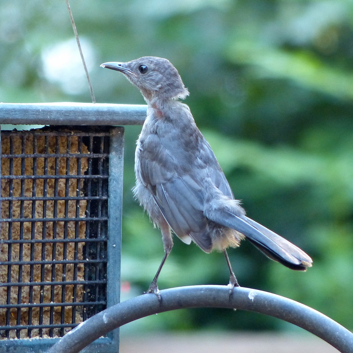 Katzenspottdrossel - ML641031284