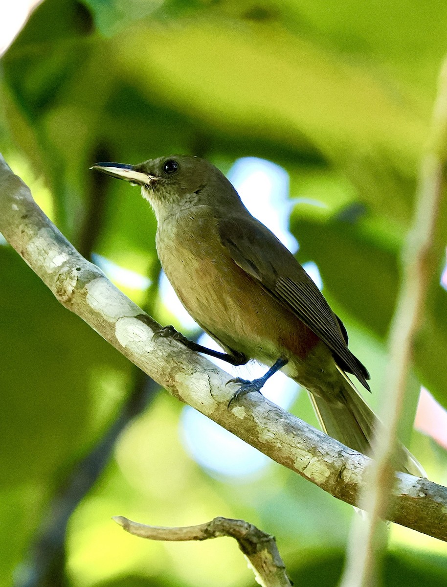 Fiji Shrikebill - ML641031322
