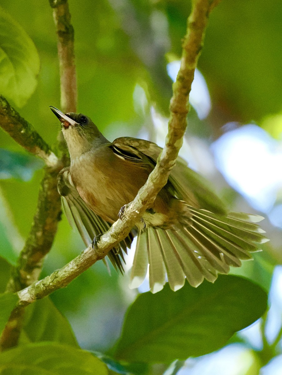 Fiji Shrikebill - ML641031323
