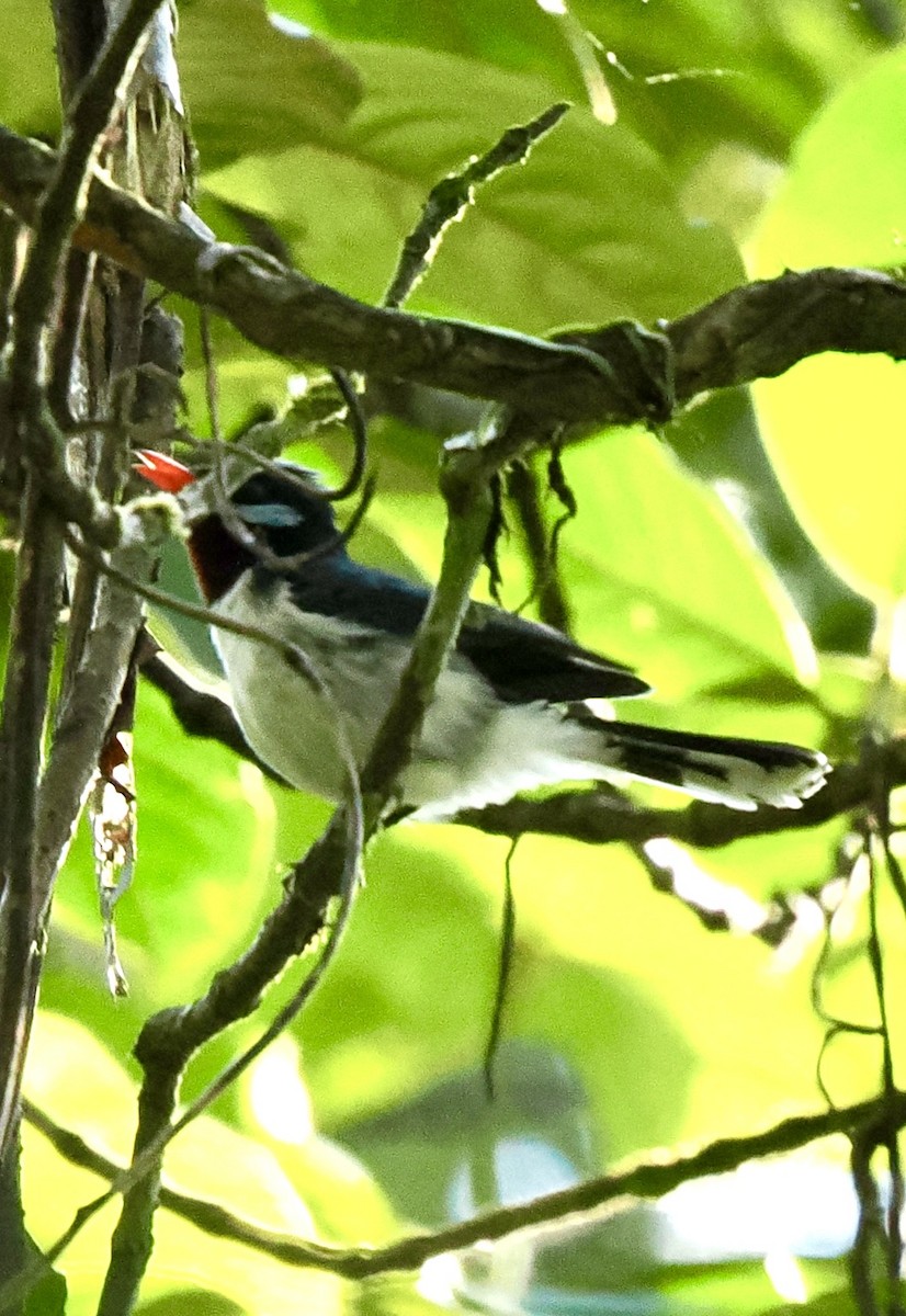 Chestnut-throated Flycatcher - ML641031340