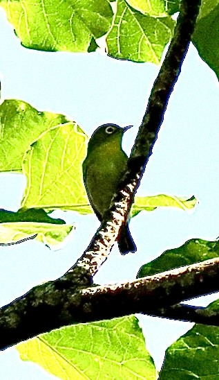 Fiji White-eye - ML641031356