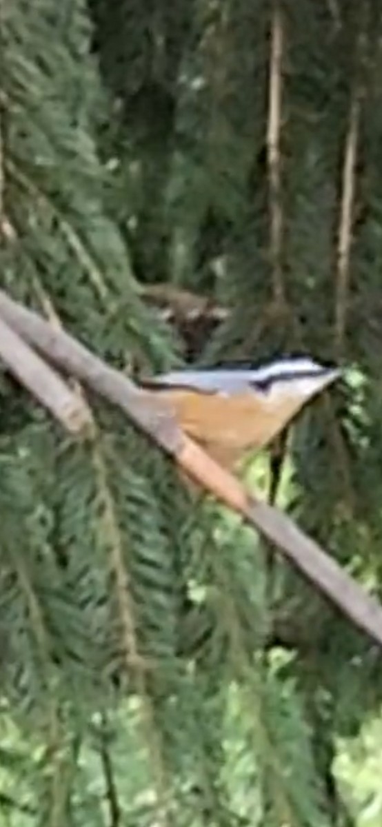 Red-breasted Nuthatch - ML641031365