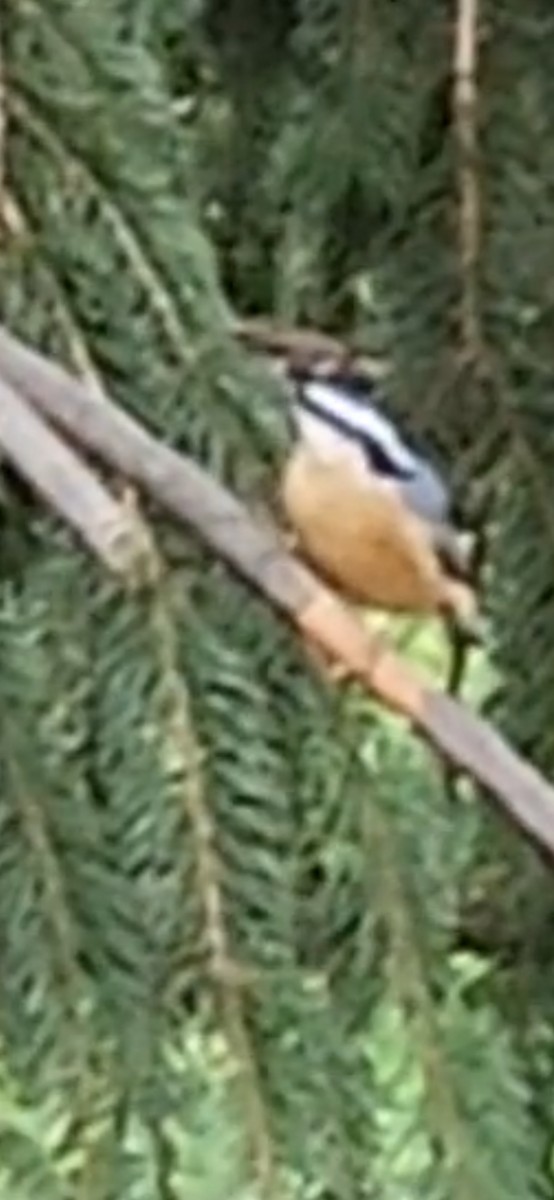 Red-breasted Nuthatch - ML641031366