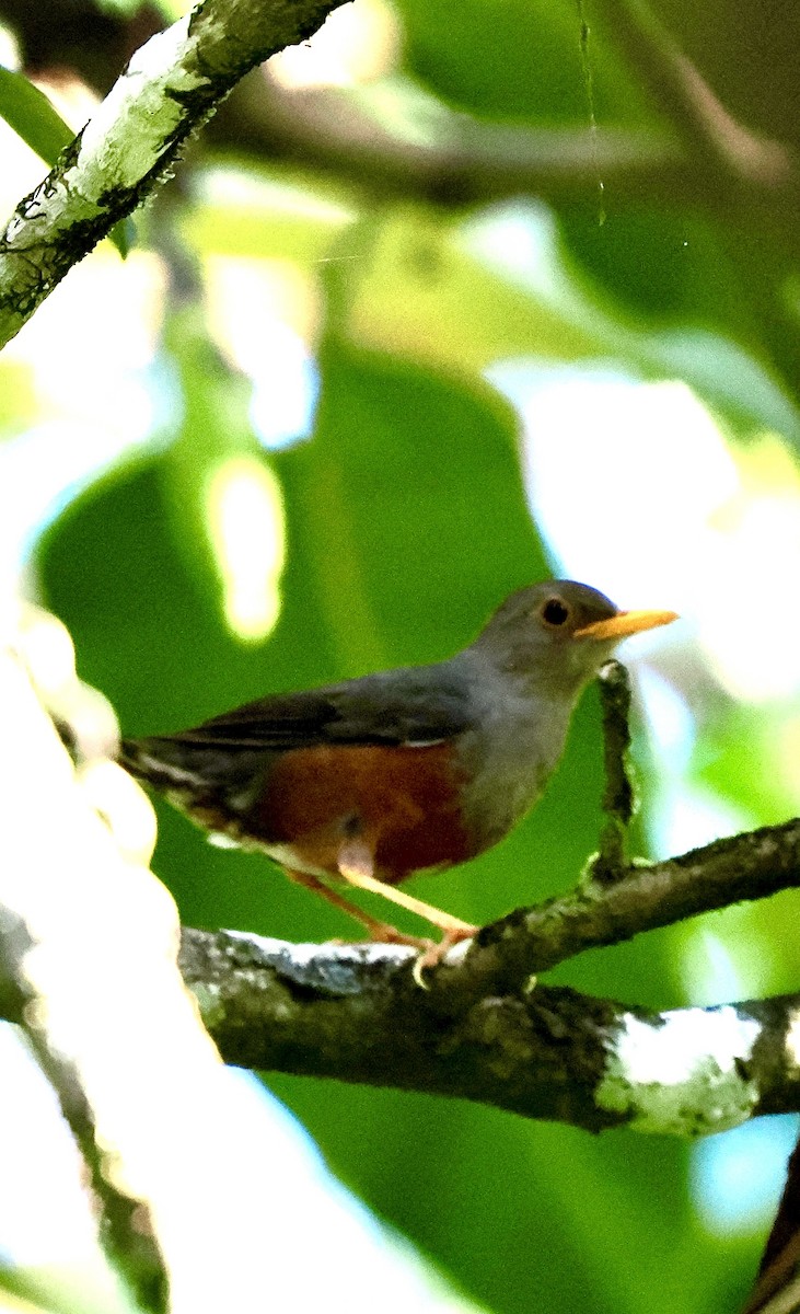 Fiji Island-Thrush - ML641031381