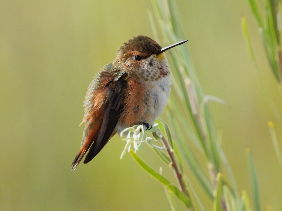 Rufous Hummingbird - ML641031414