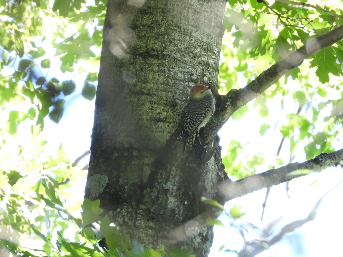 Red-bellied Woodpecker - ML641031428