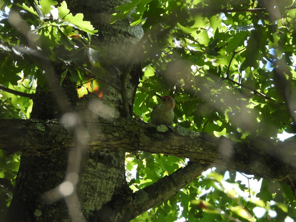 Red-bellied Woodpecker - ML641031429