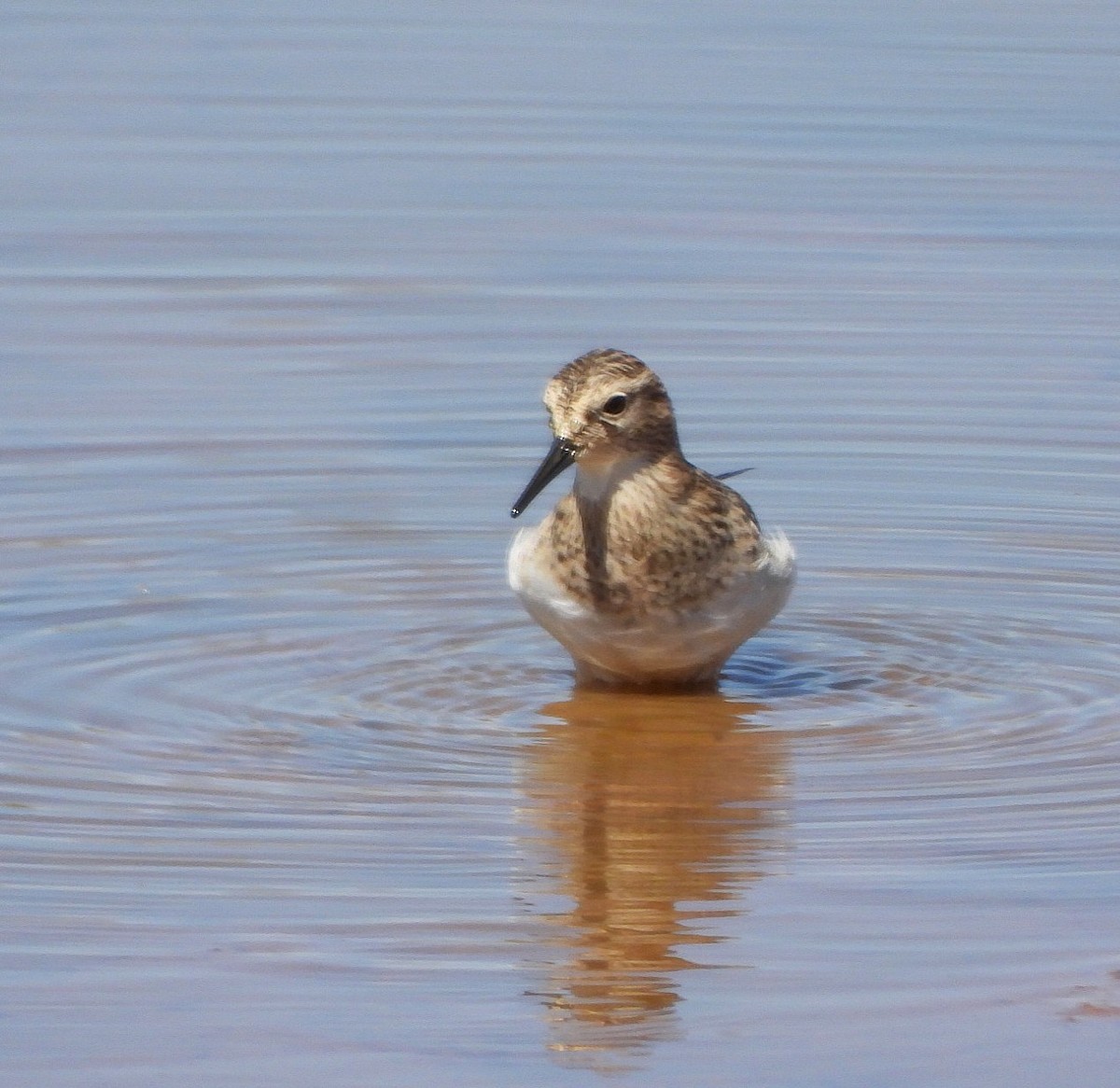 Baird's Sandpiper - ML641031445
