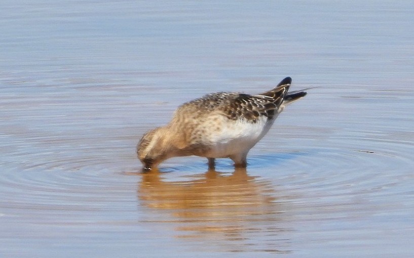 Baird's Sandpiper - ML641031446
