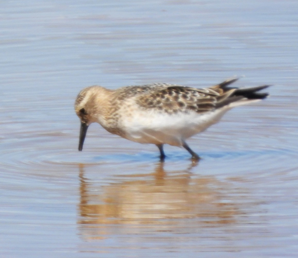 Baird's Sandpiper - ML641031447