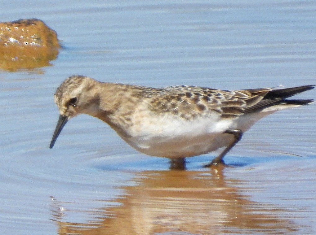 Baird's Sandpiper - ML641031448