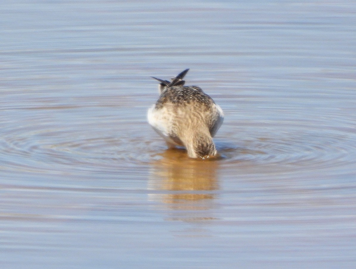 Baird's Sandpiper - ML641031450